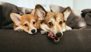 仲良しのサインは？ 犬同士のコミュニケーション方法について