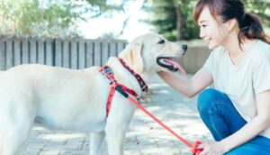 信頼関係を築くには？ 犬と上手にコミュニケーションをとるポイント