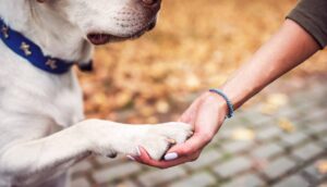 大切なひとときを！ シニア犬とのコミュニケーションのポイント